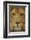 Lion-DLILLC-Framed Photographic Print