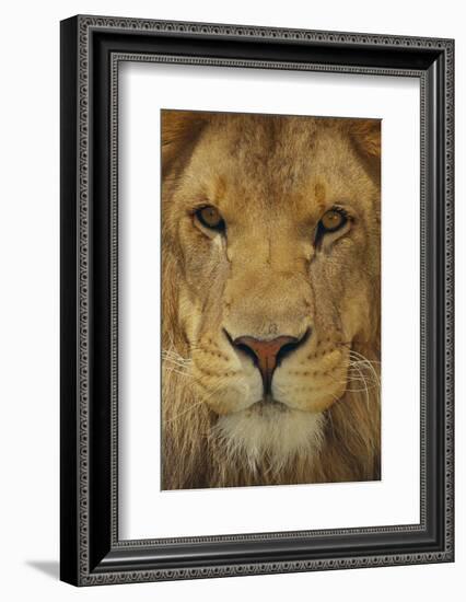 Lion-DLILLC-Framed Photographic Print