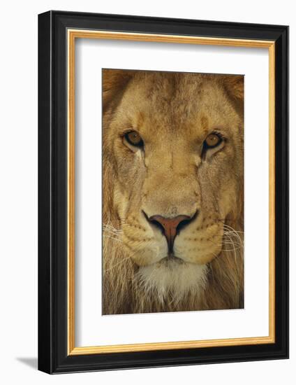 Lion-DLILLC-Framed Photographic Print