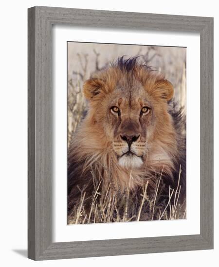 Lion-null-Framed Photographic Print