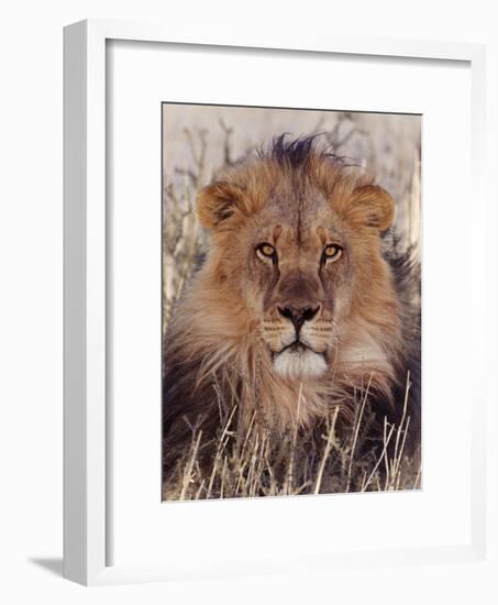 Lion-null-Framed Photographic Print