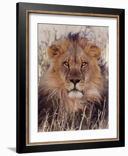 Lion-null-Framed Photographic Print