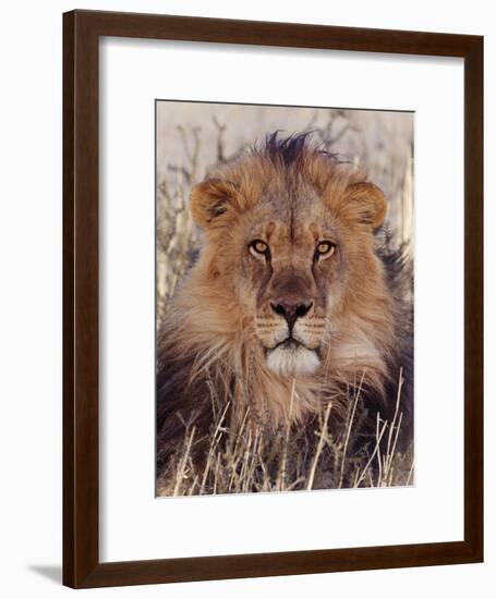 Lion-null-Framed Photographic Print