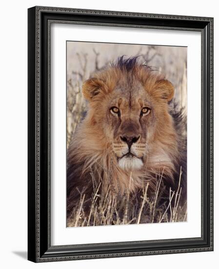 Lion-null-Framed Photographic Print