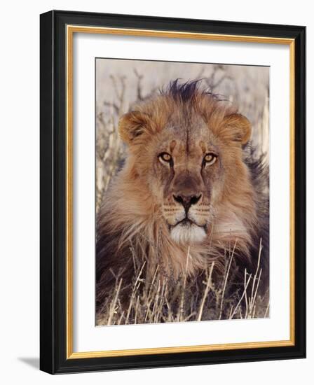 Lion-null-Framed Photographic Print