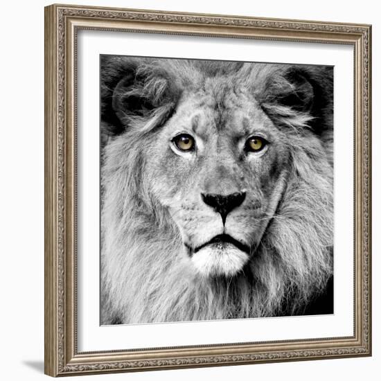 Lion--Framed Photographic Print