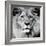 Lion-null-Framed Photographic Print