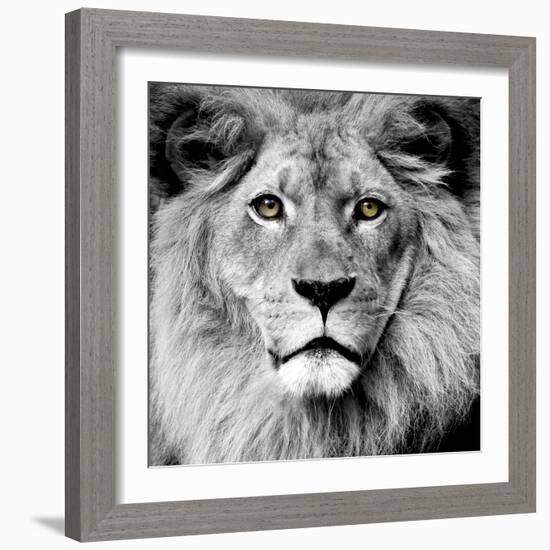 Lion-null-Framed Photographic Print