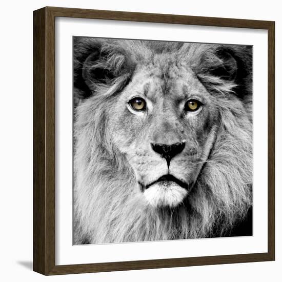 Lion--Framed Photographic Print