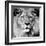 Lion-null-Framed Photographic Print