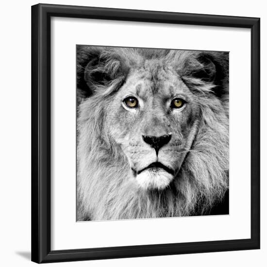 Lion-null-Framed Photographic Print