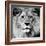 Lion-null-Framed Photographic Print