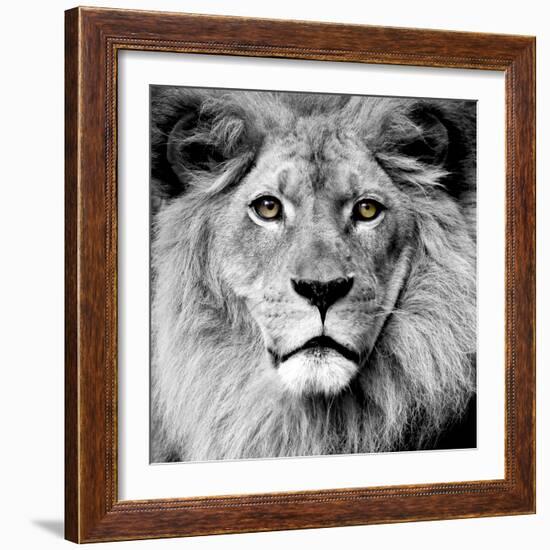 Lion-null-Framed Photographic Print