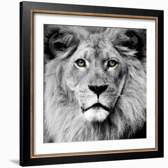 Lion-null-Framed Photographic Print