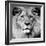 Lion-null-Framed Photographic Print