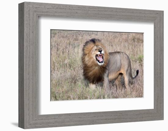 Lion-Alessandro Catta-Framed Photographic Print