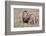 Lion-Alessandro Catta-Framed Photographic Print