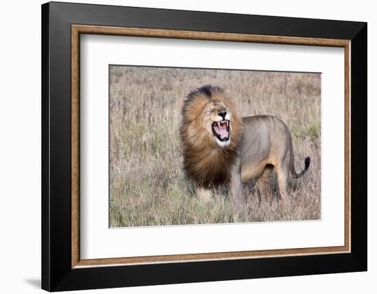 Lion-Alessandro Catta-Framed Photographic Print