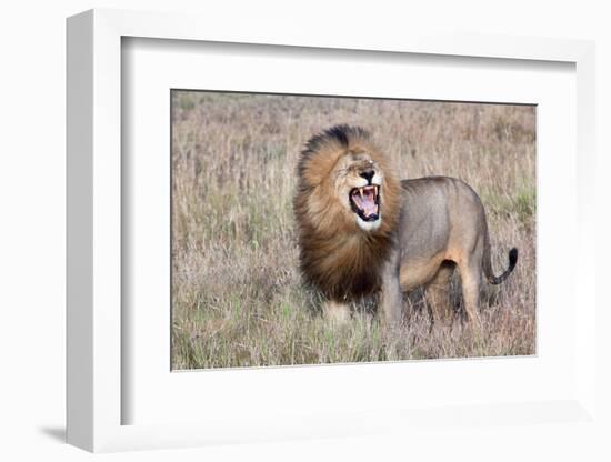 Lion-Alessandro Catta-Framed Photographic Print