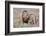 Lion-Alessandro Catta-Framed Photographic Print