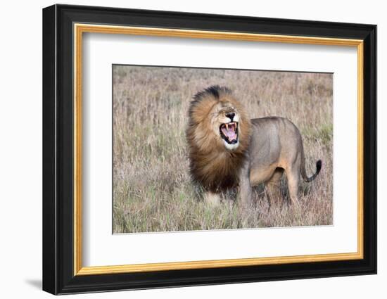 Lion-Alessandro Catta-Framed Photographic Print