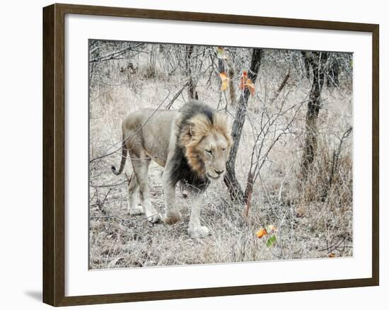 Lion-Helene Sobol-Framed Photographic Print