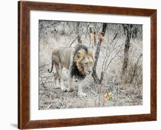 Lion-Helene Sobol-Framed Photographic Print