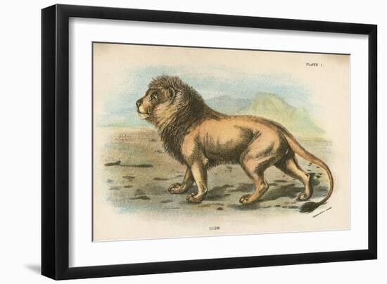 Lion-English School-Framed Giclee Print