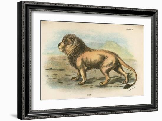 Lion-English School-Framed Giclee Print