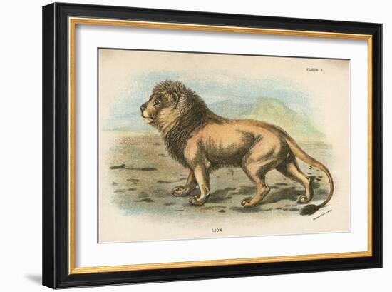 Lion-English School-Framed Giclee Print