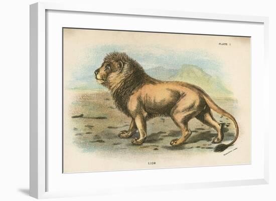 Lion-English School-Framed Giclee Print