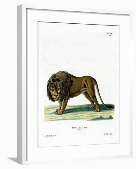 Lion-null-Framed Giclee Print