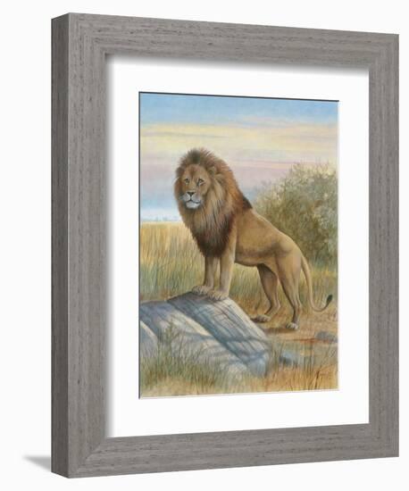 Lion-Ron Jenkins-Framed Art Print