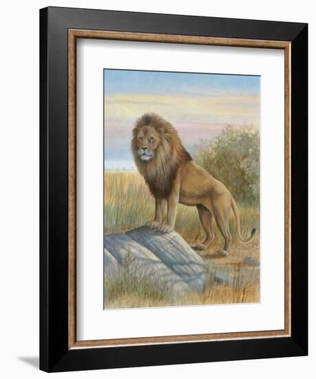 Lion-Ron Jenkins-Framed Art Print