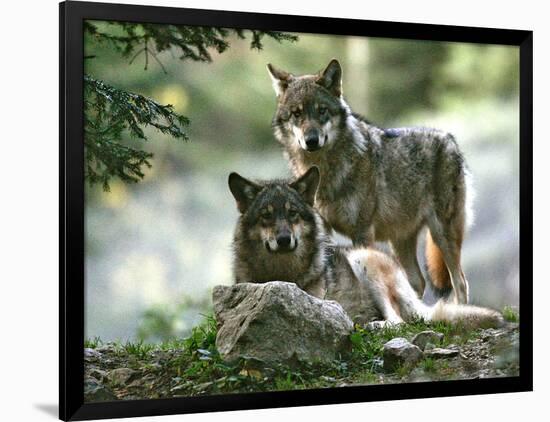Photographic Print, , large
