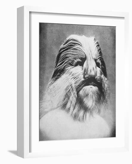 Lionel the Lion-Faced Man-null-Framed Art Print