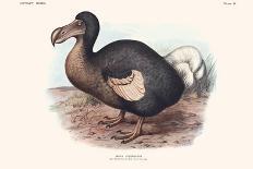 Didus Solitarius Dodo-Lionel Walter Rothschild-Framed Art Print