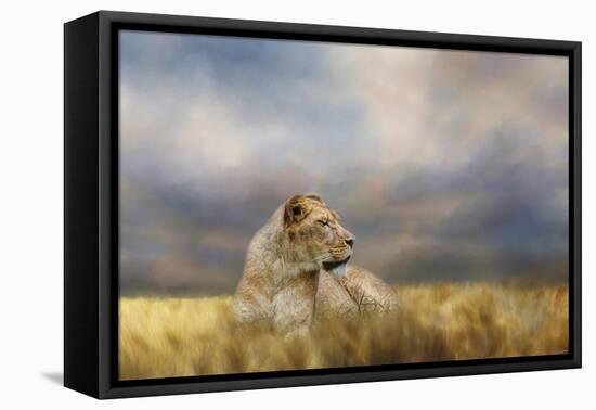 Lioness after the Storm-Jai Johnson-Framed Premier Image Canvas