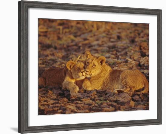 Lioness and Cub, Okavango Delta, Botswana, Africa-Paul Allen-Framed Photographic Print
