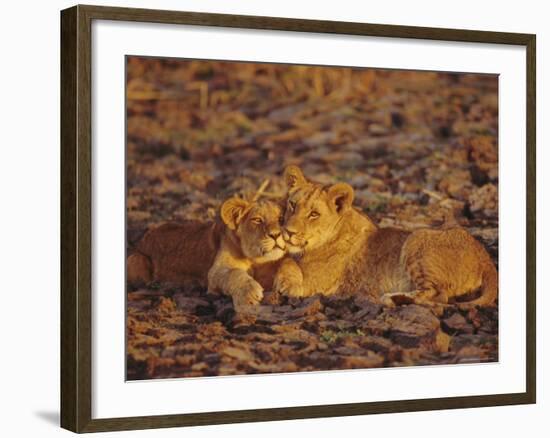 Lioness and Cub, Okavango Delta, Botswana, Africa-Paul Allen-Framed Photographic Print