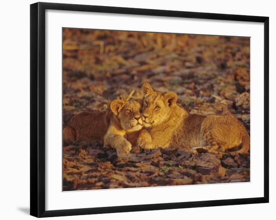 Lioness and Cub, Okavango Delta, Botswana, Africa-Paul Allen-Framed Photographic Print