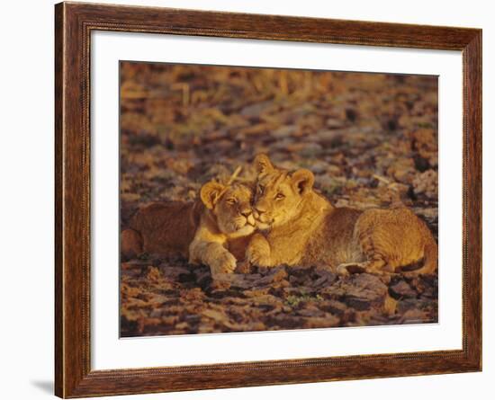 Lioness and Cub, Okavango Delta, Botswana, Africa-Paul Allen-Framed Photographic Print