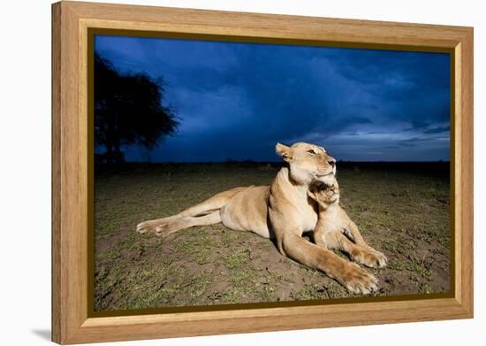 Lioness and Cub-null-Framed Premier Image Canvas