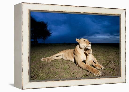 Lioness and Cub-null-Framed Premier Image Canvas