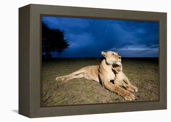 Lioness and Cub-null-Framed Premier Image Canvas