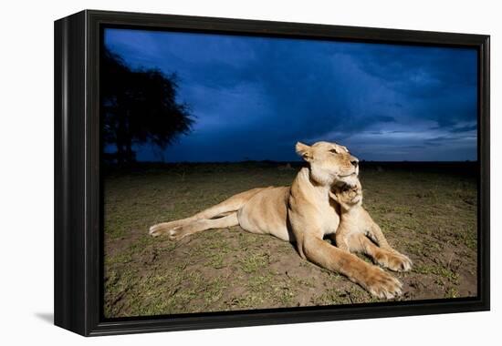 Lioness and Cub-null-Framed Premier Image Canvas