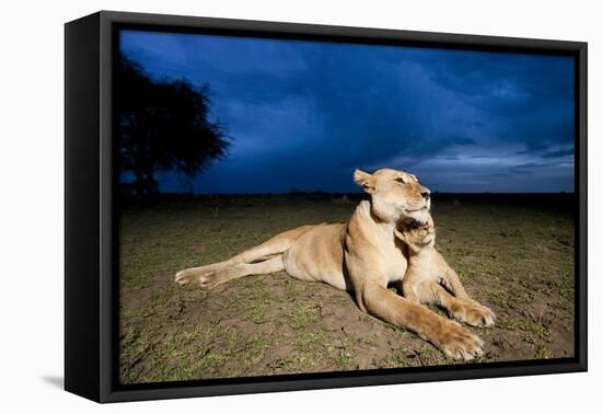 Lioness and Cub-null-Framed Premier Image Canvas