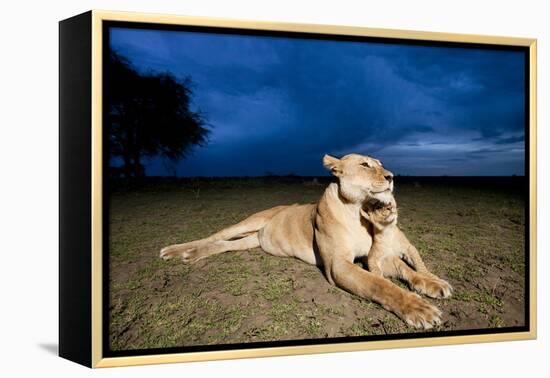 Lioness and Cub-null-Framed Premier Image Canvas