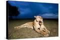 Stretched Canvas Print