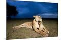 Premium Photographic Print